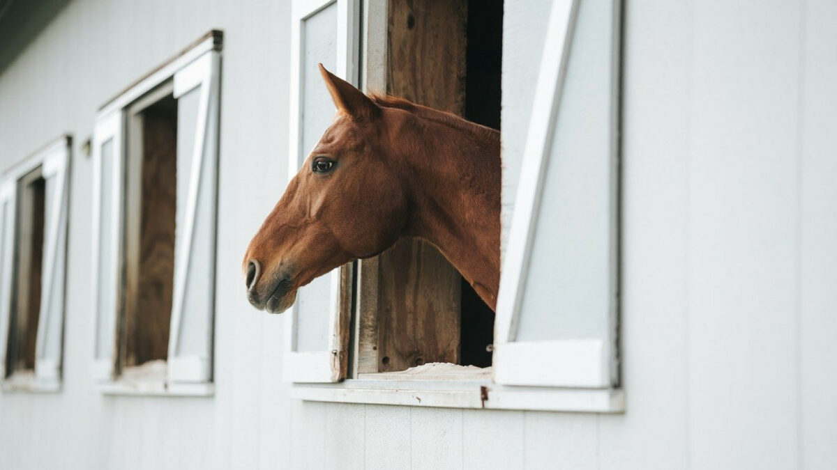 Louer une camionnette de transport pour votre cheval